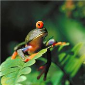 Froglops — hechtal