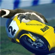 Panchito the Racer Penguin — MadWasabi