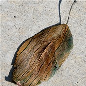 Wooden Leaf — Pac0daTac0