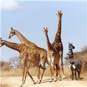 Zebra Bro' — cleareyes