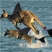 Wannabe Dolphins — pdoggdizzle