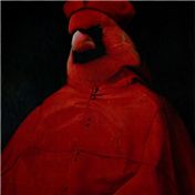 Cardinal� — Vortex