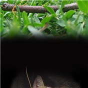 Cat  — tanyadv