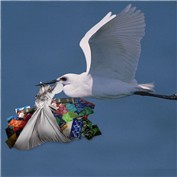 Profalactic Stork — leskfish
