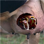 Milk Workers — Mishikal