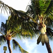 PALMS AWAY — motonegro