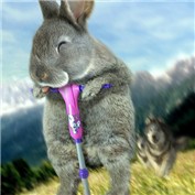 Go Bunny Go — TheBlackMamba