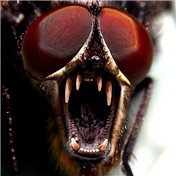 Flyster! — Koosricardo