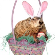 Groundhog Day? — IronTaco
