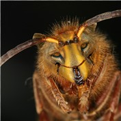 Lions, Tigers, and Bees, OH MY — Nohbody