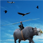 Eagle Wannabe — Pac0daTac0