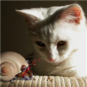 Armoured Mousesnail — BJayhu