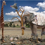 Animal Wannabes 2