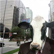 Cow Town — ShindaTravis