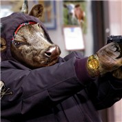 Gangsta Cow — pvictory