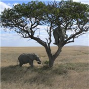 Tree Elephants — styrovor