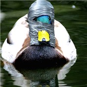 Duck Tape — ideiadigital