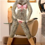 Bikini Meerkat — MrAverage