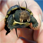 Walantelurtle — Garsaelon