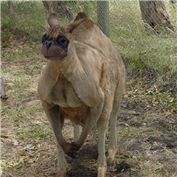 Chimaera 2