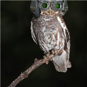 night vision — benchong
