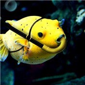 Fishie — vanettenc