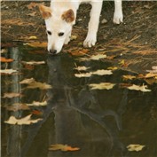 Deer little Doggy — Lsgenie