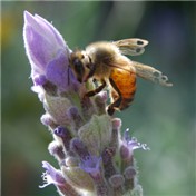 Bee on Flower — AprilNine