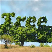 Tree — amalmansy