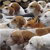 Odd Man Out