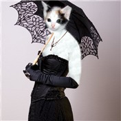 Cat Lady — Sarahlove