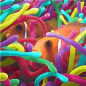 clownfish coral — Imamami