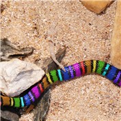 Rainbow snake — WorthyNick