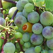 Grapes — Juano