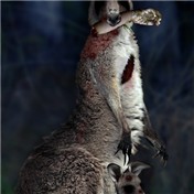 Zombie Kangaroo — cpluxs