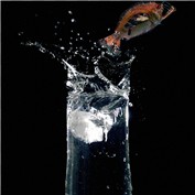 Goldfish — A1A1L1O1A1A1M2