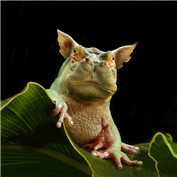 Chimaera 8