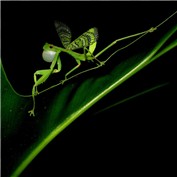 Butterfroggymantis — steveRS