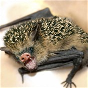 The Hedgeigbat — roseyshades