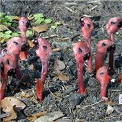 Bird Seed — Serendipectomy