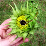 Sunflower attack — Ender772