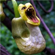 Evil Flower — YearoftheDragon