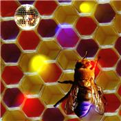 Disco Bee  — frankgf
