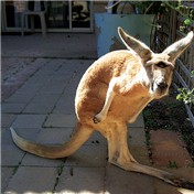 Abnormal Kangaroo — MOTERO