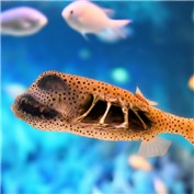 Monster fish — getuchito