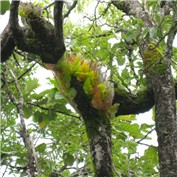 tree ballerina  — ariox222