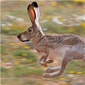 RabbitWolf ? — minouz