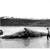 Loch ness monster caught — brypro63