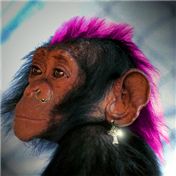 Chimp Rocker — Rocko