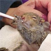 Spliff Squirrel — Bent Wookie